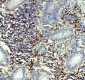 Anti-CD4 Rabbit Monoclonal Antibody